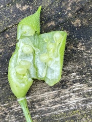 Raphanus raphanistrum