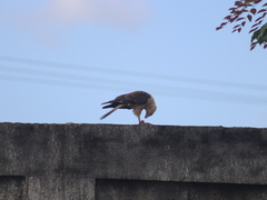 Daptrius chimachima