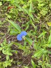 Commelina erecta