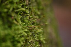 Hypnum cupressiforme