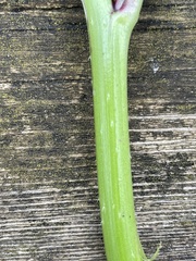 Raphanus raphanistrum