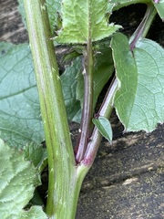 Raphanus raphanistrum