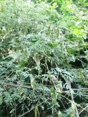 Lysiloma divaricatum