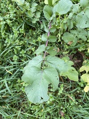 Raphanus raphanistrum