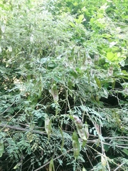 Lysiloma divaricatum