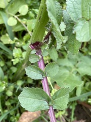 Raphanus raphanistrum