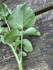 Raphanus raphanistrum