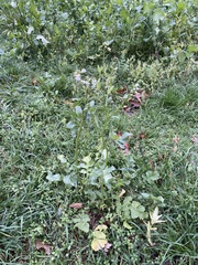 Raphanus raphanistrum