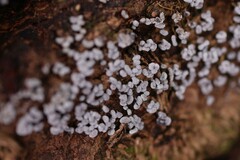 Badhamia utricularis