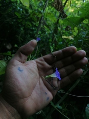 Ipomoea meyeri