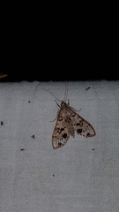Azochis