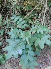 Comocladia macrophylla