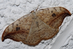 Drepana falcataria