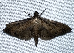 Nacoleia charesalis