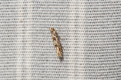 Phyllonorycter nipigon