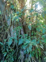 Bravaisia integerrima