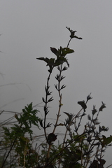Weigela praecox