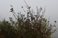 Weigela praecox