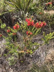 Erica abietina
