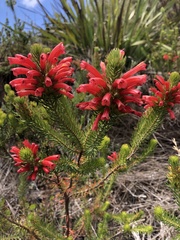 Erica abietina