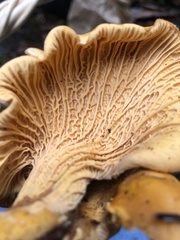 Cantharellus californicus