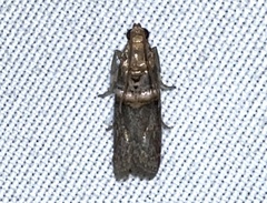 Anabasis ochrodesma