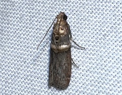 Anabasis ochrodesma