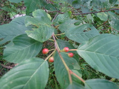 Frangula alnus