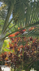 Dypsis lutescens