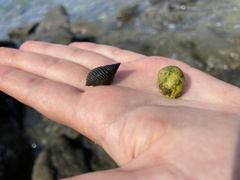 Coenobita compressus