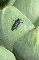 Romanophora verecunda