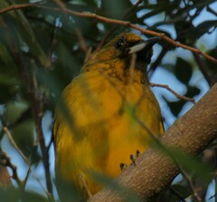 Icterus northropi