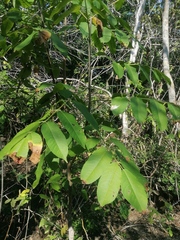 Bursera jerzyi