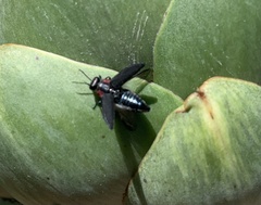 Romanophora verecunda