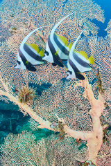Heniochus acuminatus