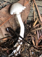 Lepiota atrodisca