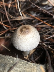 Lepiota atrodisca
