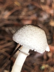 Lepiota atrodisca