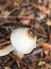 Lepiota atrodisca