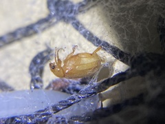 Scolypopa australis