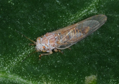 Psyllidae