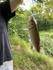 Semotilus corporalis