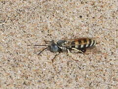 Microbembex monodonta