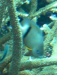 Plectroglyphidodon dickii