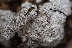 Squamarina lentigera