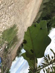 Leptinotarsa undecimlineata