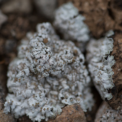 Squamarina lentigera