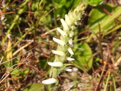 Spiranthes cernua