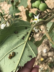 Leptinotarsa undecimlineata