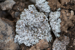 Squamarina lentigera